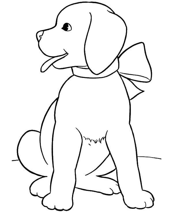 Название: Раскраска Пес с бантом. Категория: домашние животные. Теги: животные, собака, щенок, бент, пес.