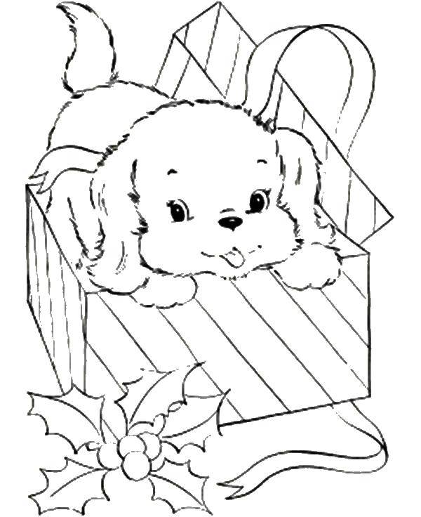 Название: Раскраска Песик с подарочной коробке. Категория: домашние животные. Теги: животные, собака, щенок, пес, коробка.