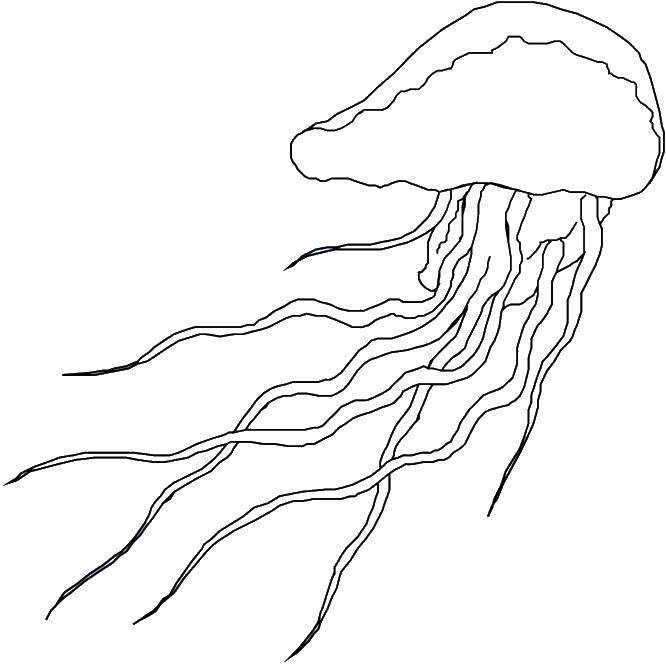 Название: Раскраска Плывущая медузка. Категория: Морские обитатели. Теги: Подводный мир, медуза.