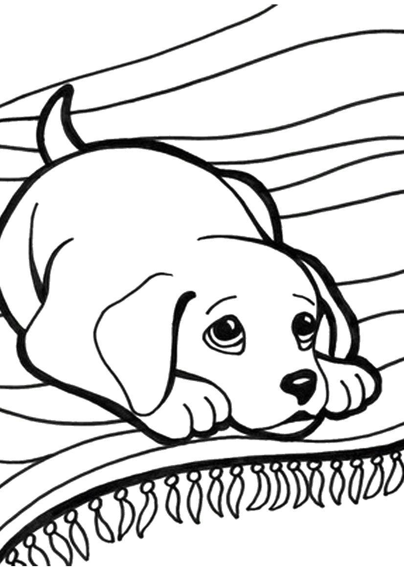 Coloring Fearful dog. Category Animals. Tags:  Animals, dog.