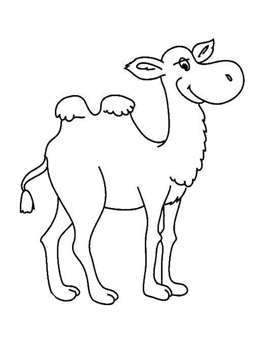 Coloring Happy camel. Category Coloring pages for kids. Tags:  Animals, camel.