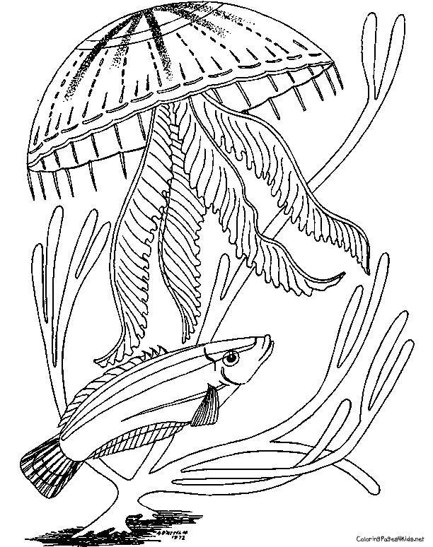 Название: Раскраска Рыба плывёт мимо медузы. Категория: Морские обитатели. Теги: Подводный мир, медуза.