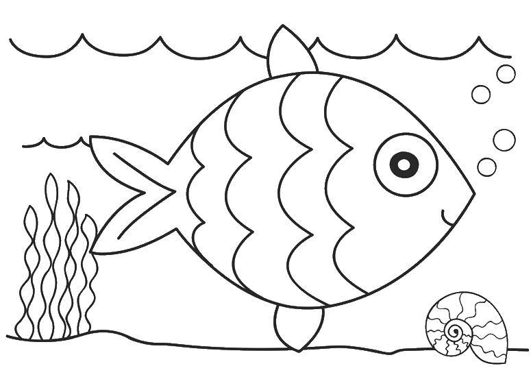 Coloring Fish and shell. Category fish. Tags:  fish, water, seaweed, shell.