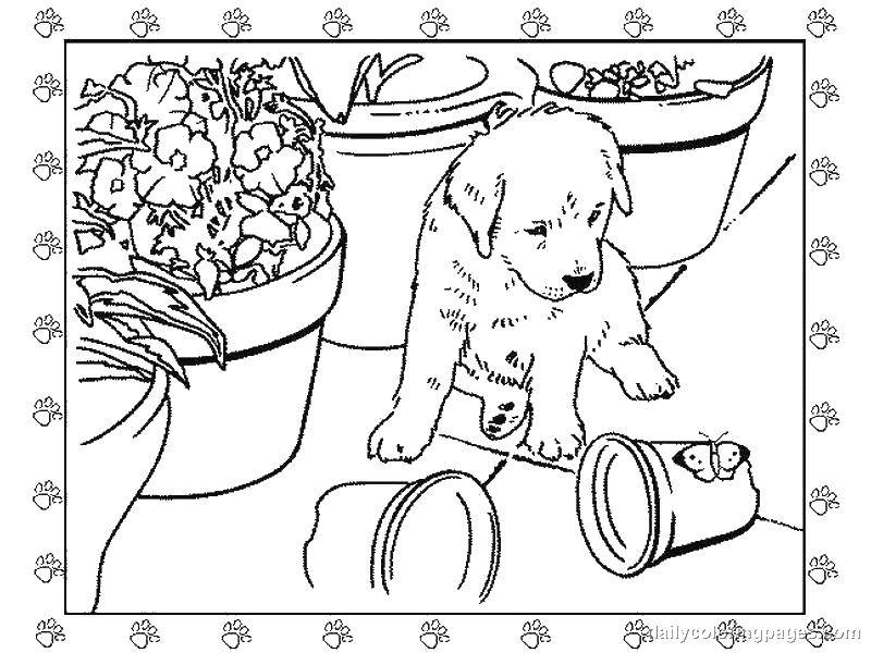 Название: Раскраска Собачка и горшки с цветами. Категория: домашние животные. Теги: животные, собака, щенок, пес.