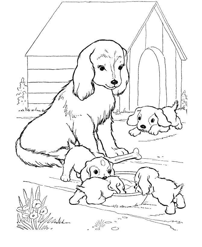 Название: Раскраска Собачка и щенята у будки. Категория: домашние животные. Теги: животные, собака, щенок, пес.