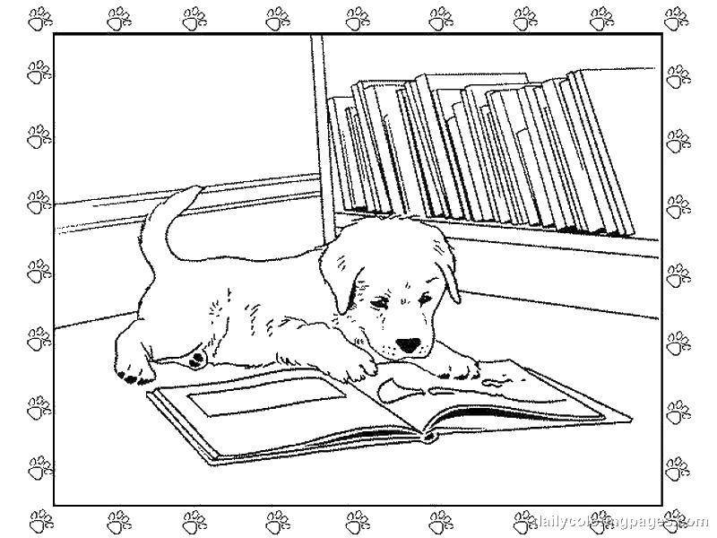 Название: Раскраска Собачка с книжкой. Категория: домашние животные. Теги: животные, собака, щенок, пес, книжка.