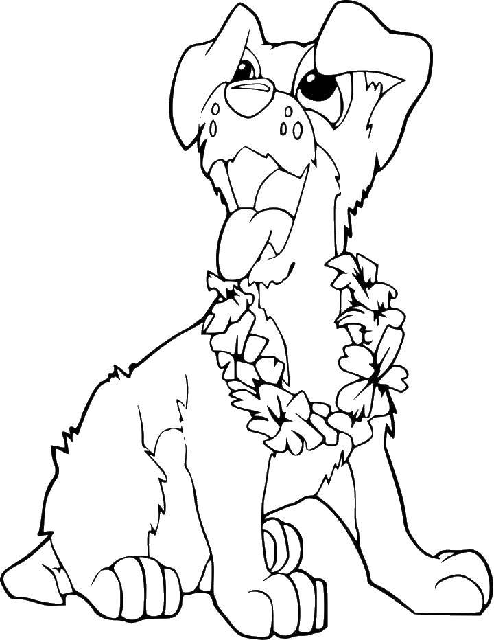 Название: Раскраска Собачка с цветочным венком.. Категория: домашние животные. Теги: животные, собака, щенок, пес, венок.