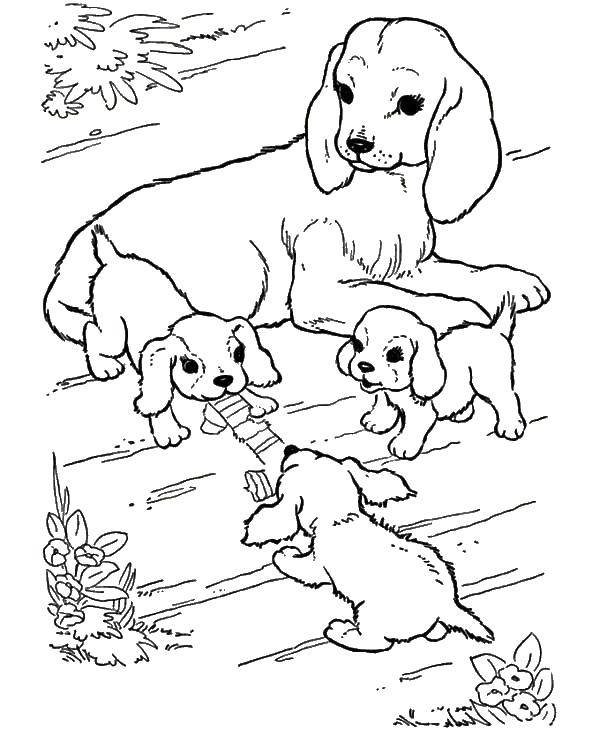 Название: Раскраска Собачья семья. Категория: домашние животные. Теги: животные, собака, щенок, пес.