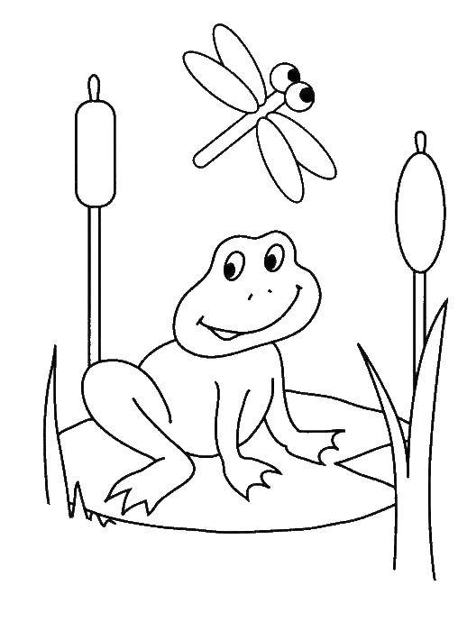 Coloring Dragonfly and frog in the swamp. Category Coloring pages for kids. Tags:  Dragonfly, frog, water.