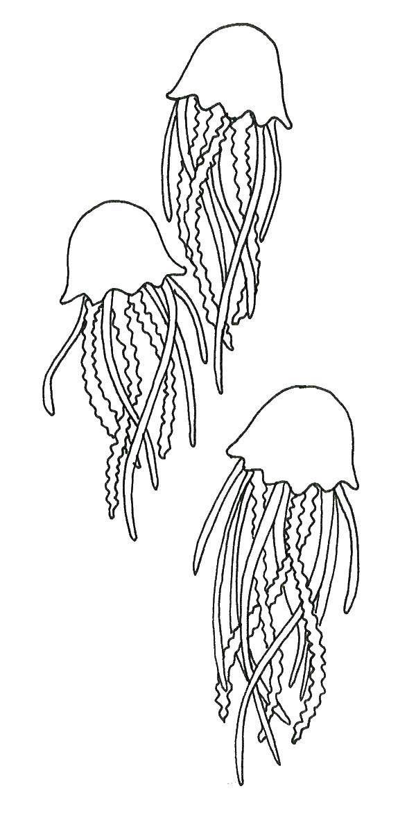 Название: Раскраска Три медузки. Категория: Морские обитатели. Теги: Подводный мир, медуза.