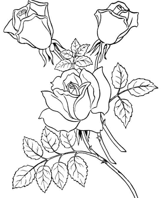 Название: Раскраска Три розочки. Категория: цветы. Теги: розы, цветы.