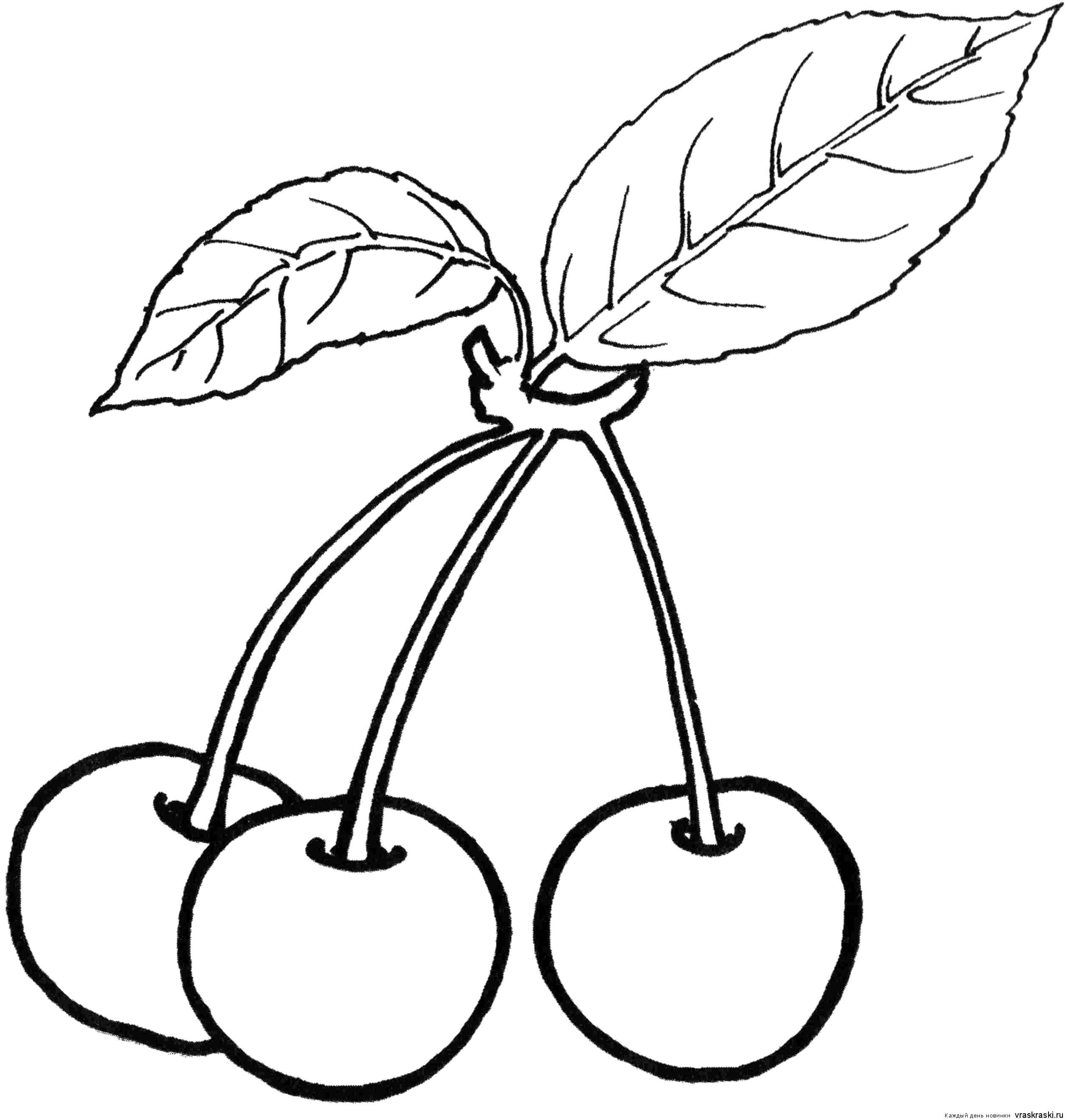 Coloring Three cherries and leaf. Category Coloring pages for kids. Tags:  Berries, cherry.