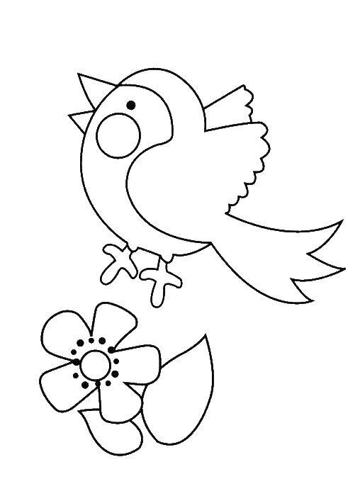 Название: Раскраска Утренний жаворонок. Категория: Раскраски для малышей. Теги: Птицы, жаворонок, цветок.