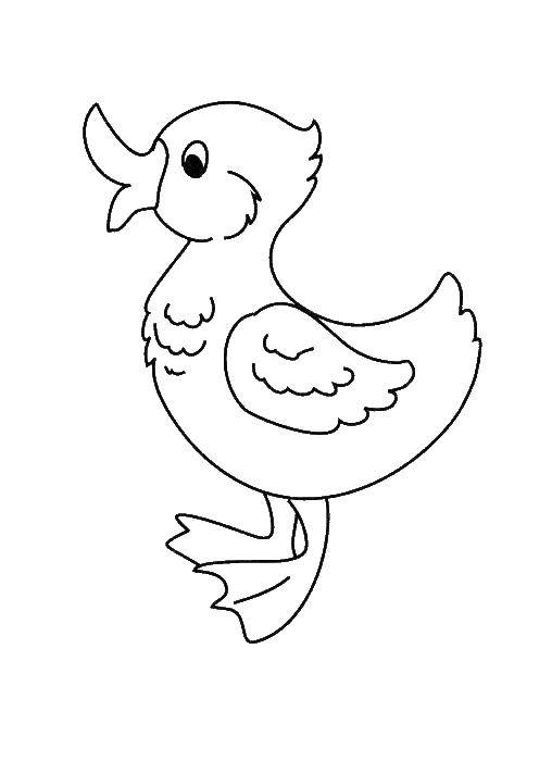 Coloring Duck. Category Coloring pages for kids. Tags:  Poultry, duck.