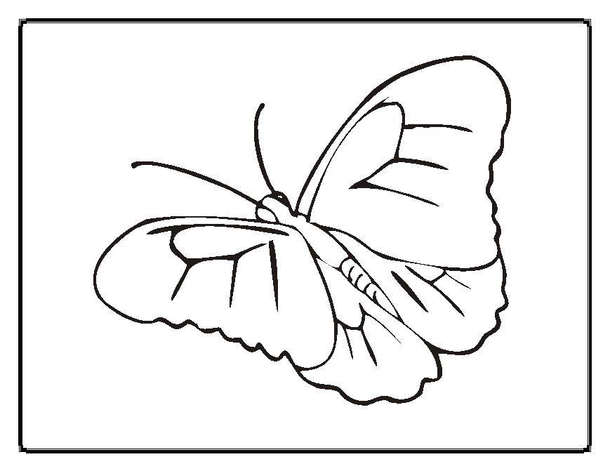 Coloring Butterfly. Category Insects. Tags:  Butterfly.