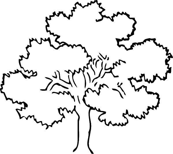 Coloring Dense foliage. Category tree. Tags:  Trees, leaf.
