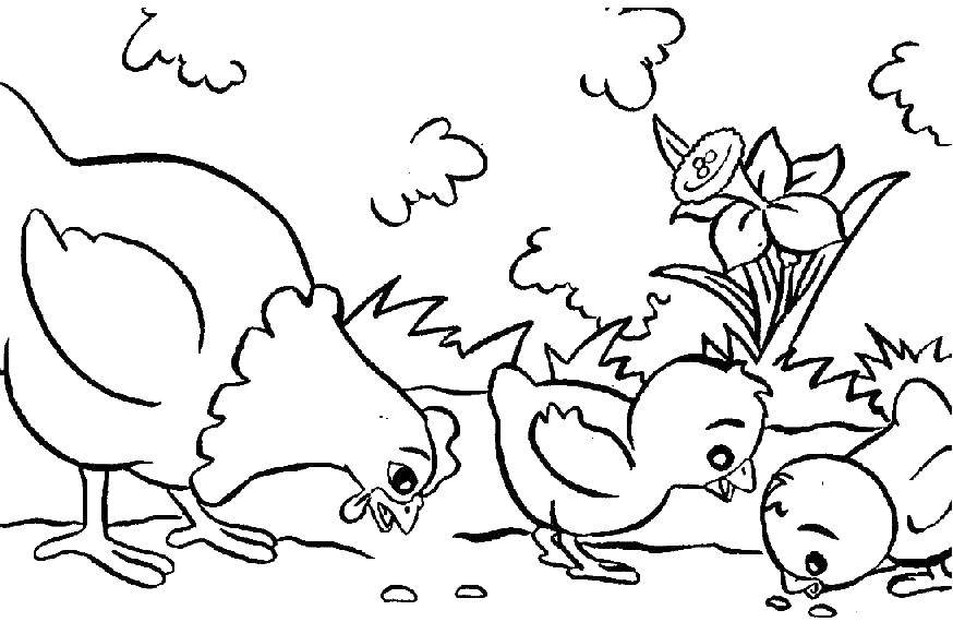 Название: Раскраска Курица с цыплятами клуют зерна. Категория: птицы. Теги: цыпленок, курица.