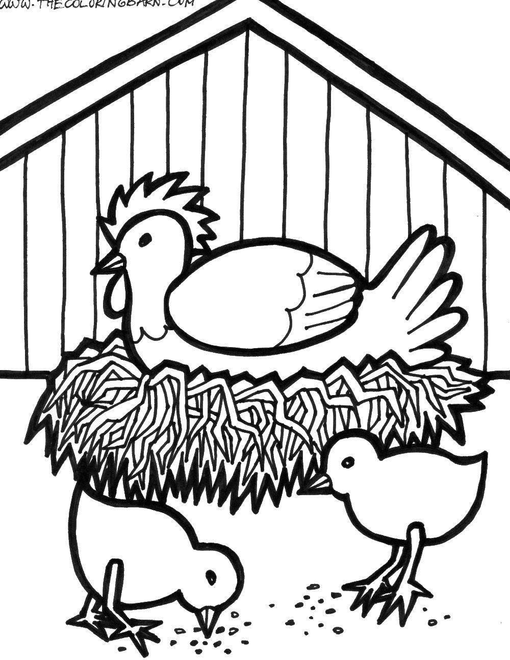 Coloring The chicken in the nest and her little chickens. Category birds. Tags:  Birds.