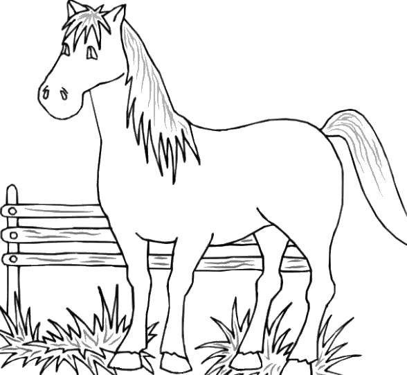 Название: Раскраска Лошадка стоит в загоне. Категория: животные. Теги: Животные, лошадь.