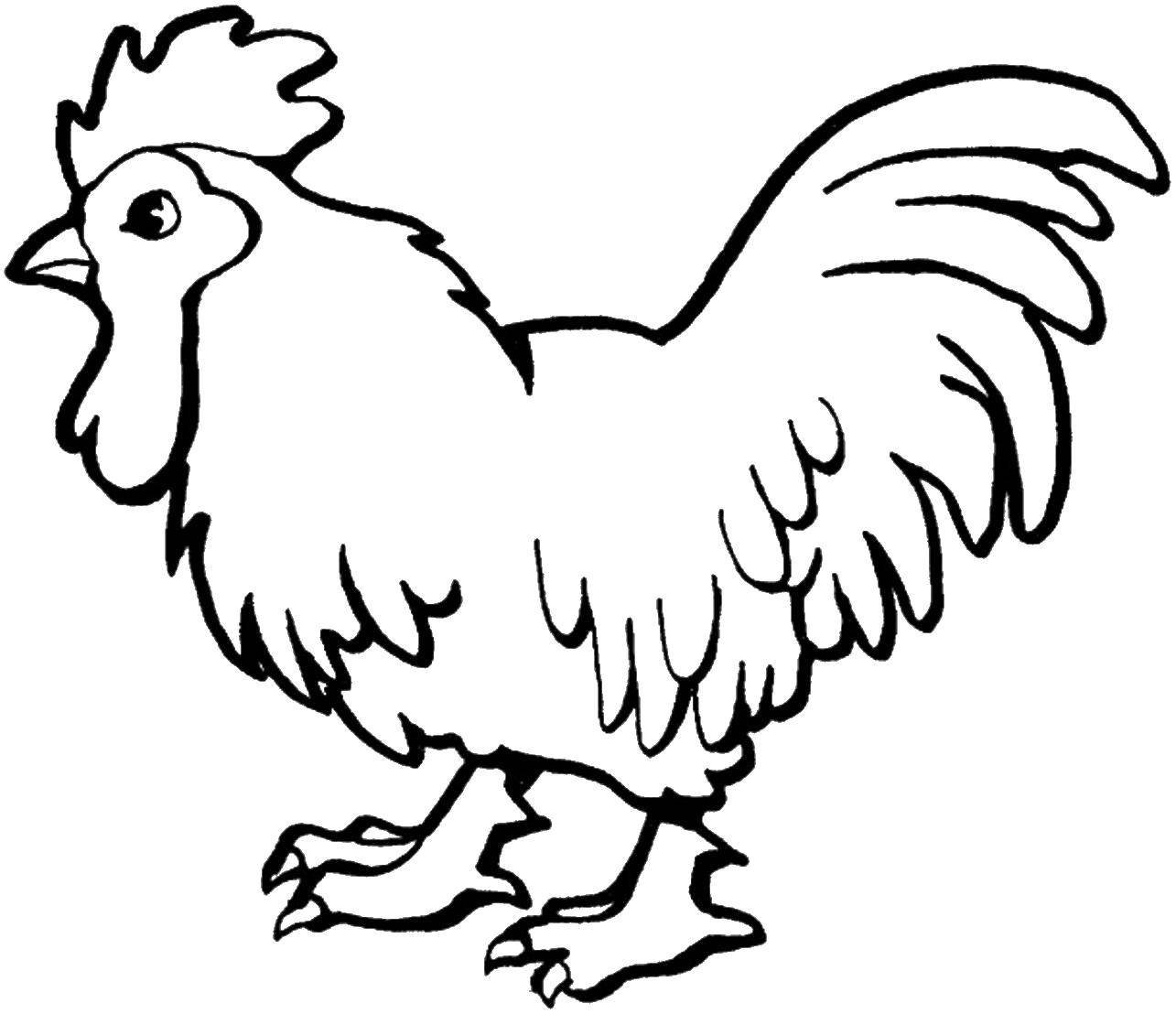 Coloring Cock. Category Coloring pages for kids. Tags:  poultry, rooster, animal.