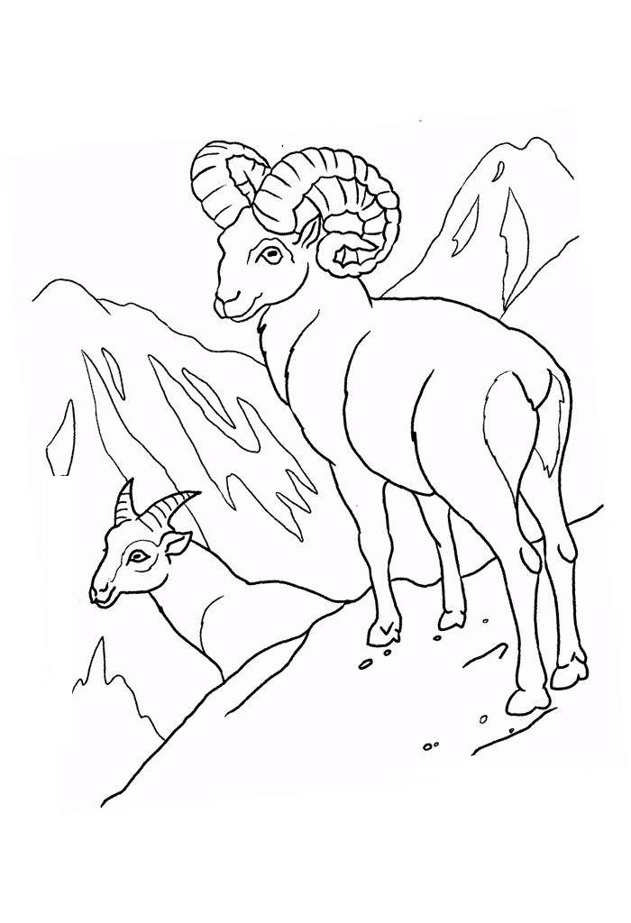 Название: Раскраска Рисунок горного козла. Категория: домашние животные. Теги: козел, барашек.