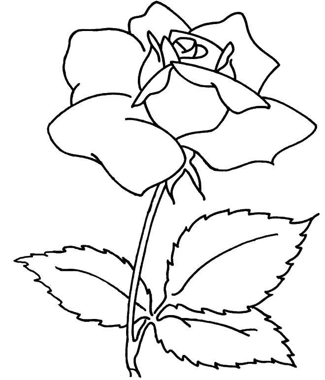 Coloring Rose. Category flowers. Tags:  flower, rose.