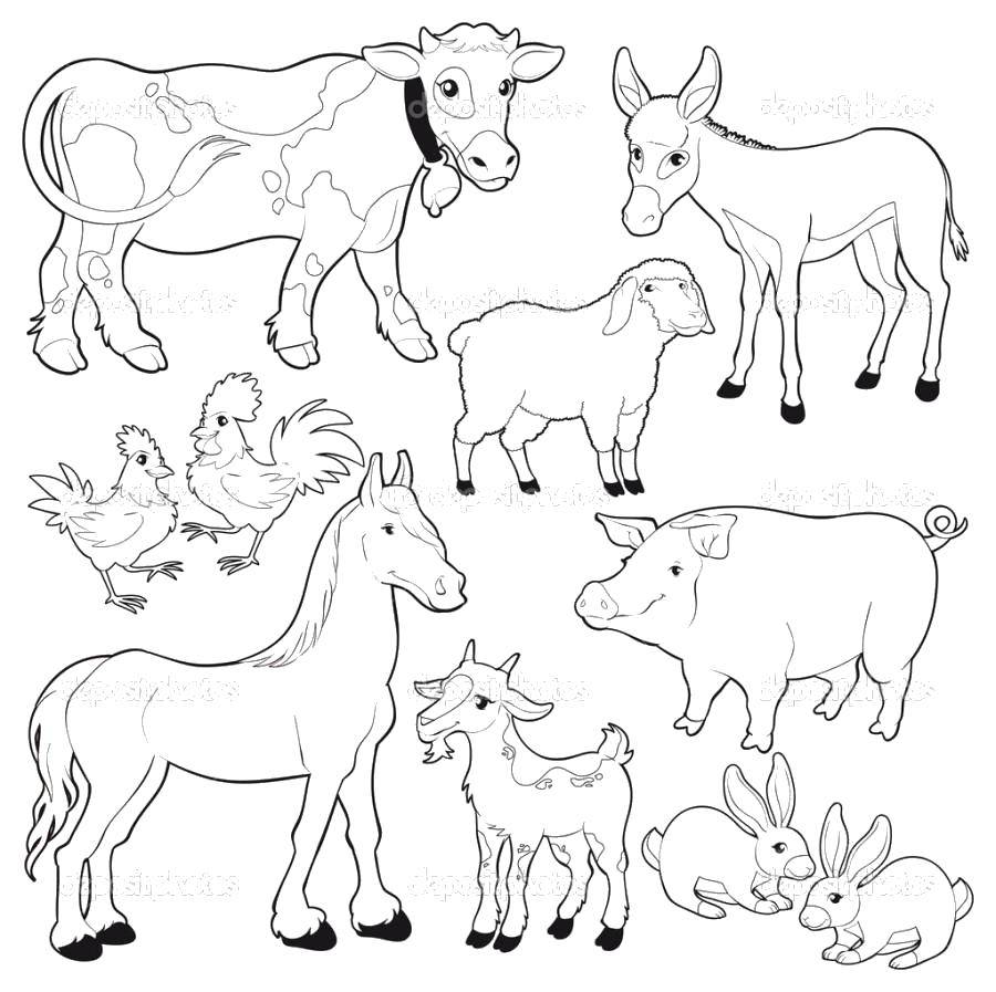 Coloring Cattle. Category animals. Tags:  Animals, cattle.