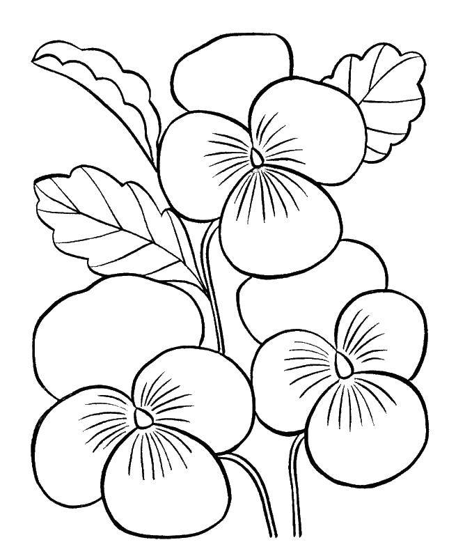 Coloring Three flower. Category flowers. Tags:  flowers, plants, leaves.