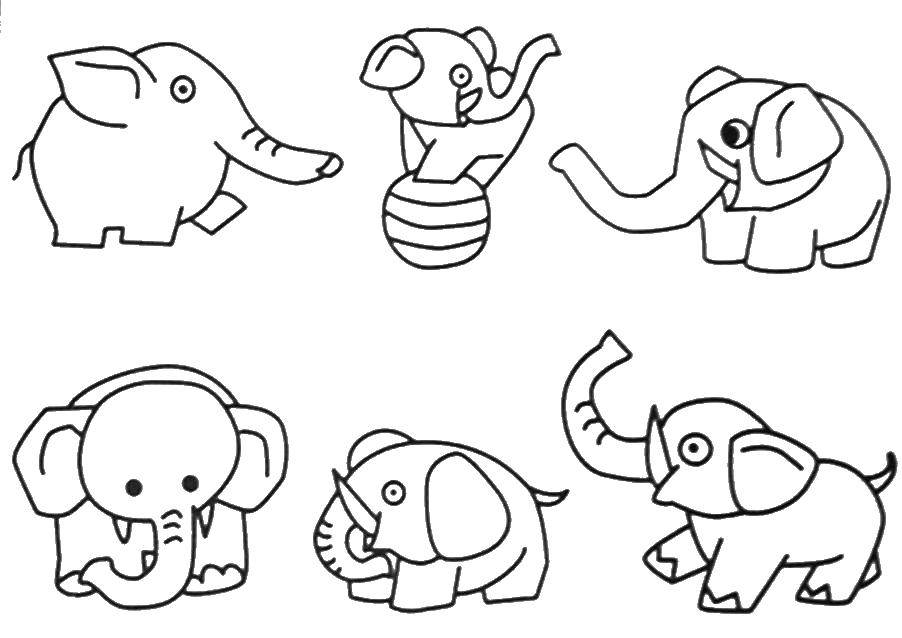 Название: Раскраска Цирковые слоны. Категория: животные. Теги: Слон, животные.