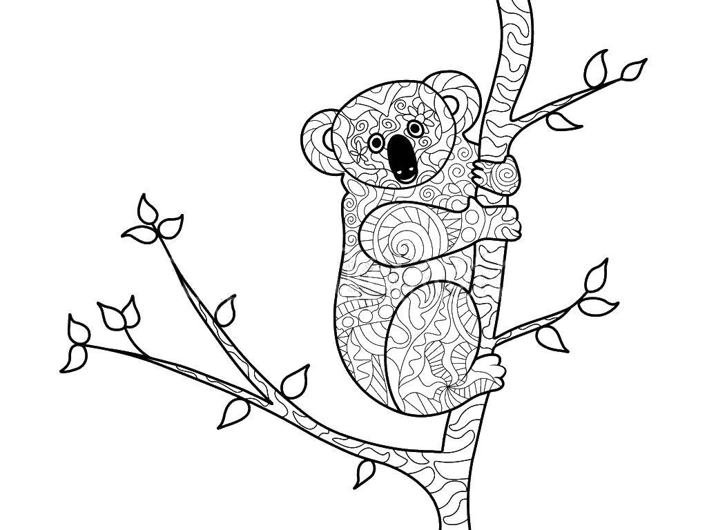 Розмальовки  Коала у візерунках. Завантажити розмальовку коала, мишко, візерунки.  Роздрукувати ,коала,