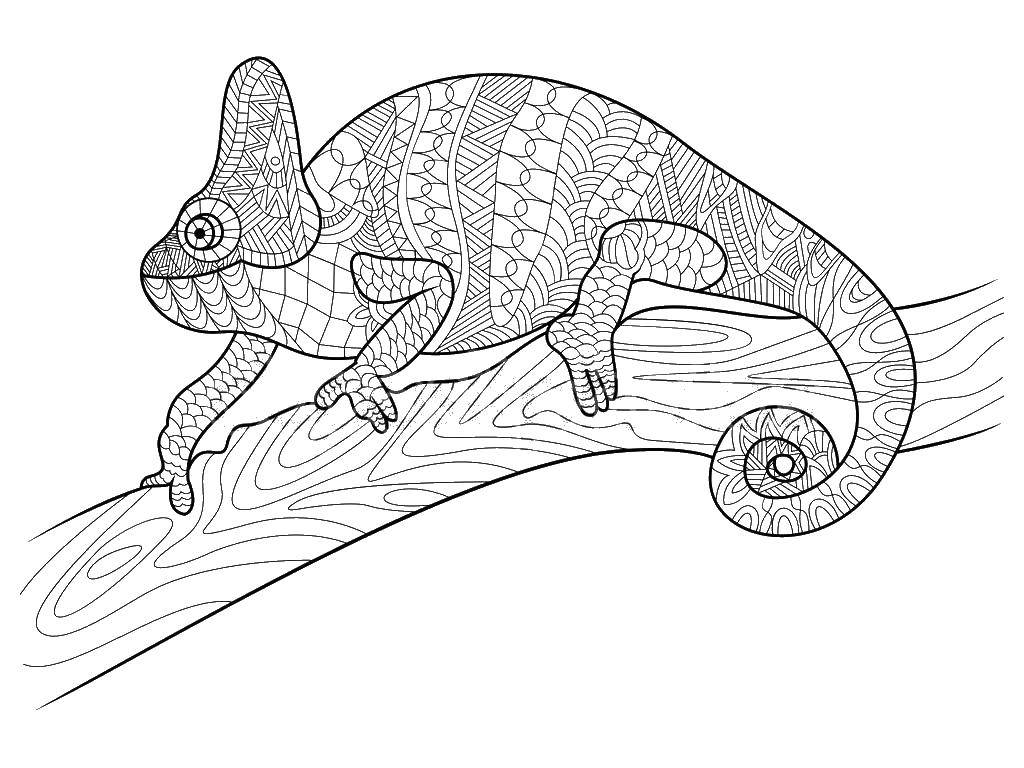 Розмальовки  Візерунковий хамелеон на гілочці. Завантажити розмальовку Рептилія, хамелеон.  Роздрукувати ,розмальовки,