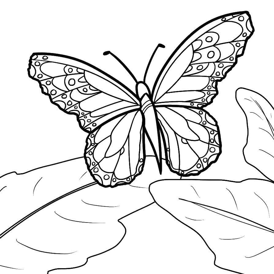 Название: Раскраска Бабочка среди листьев. Категория: Насекомые. Теги: насекомые, бабочка, листья.