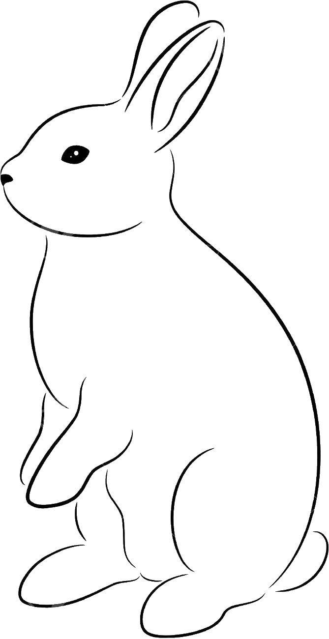 Название: Раскраска Белый кролик. Категория: Контур зайца для вырезания. Теги: кролик, заяц.
