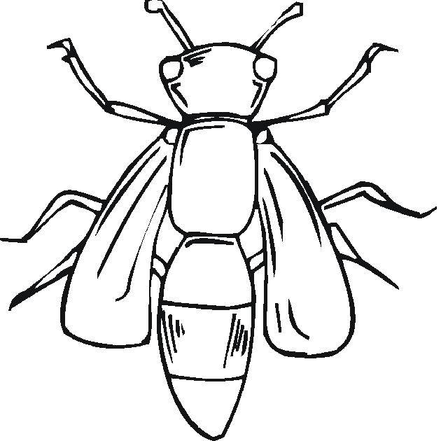 Название: Раскраска Большая пчела. Категория: Насекомые. Теги: насекомые, пчела.