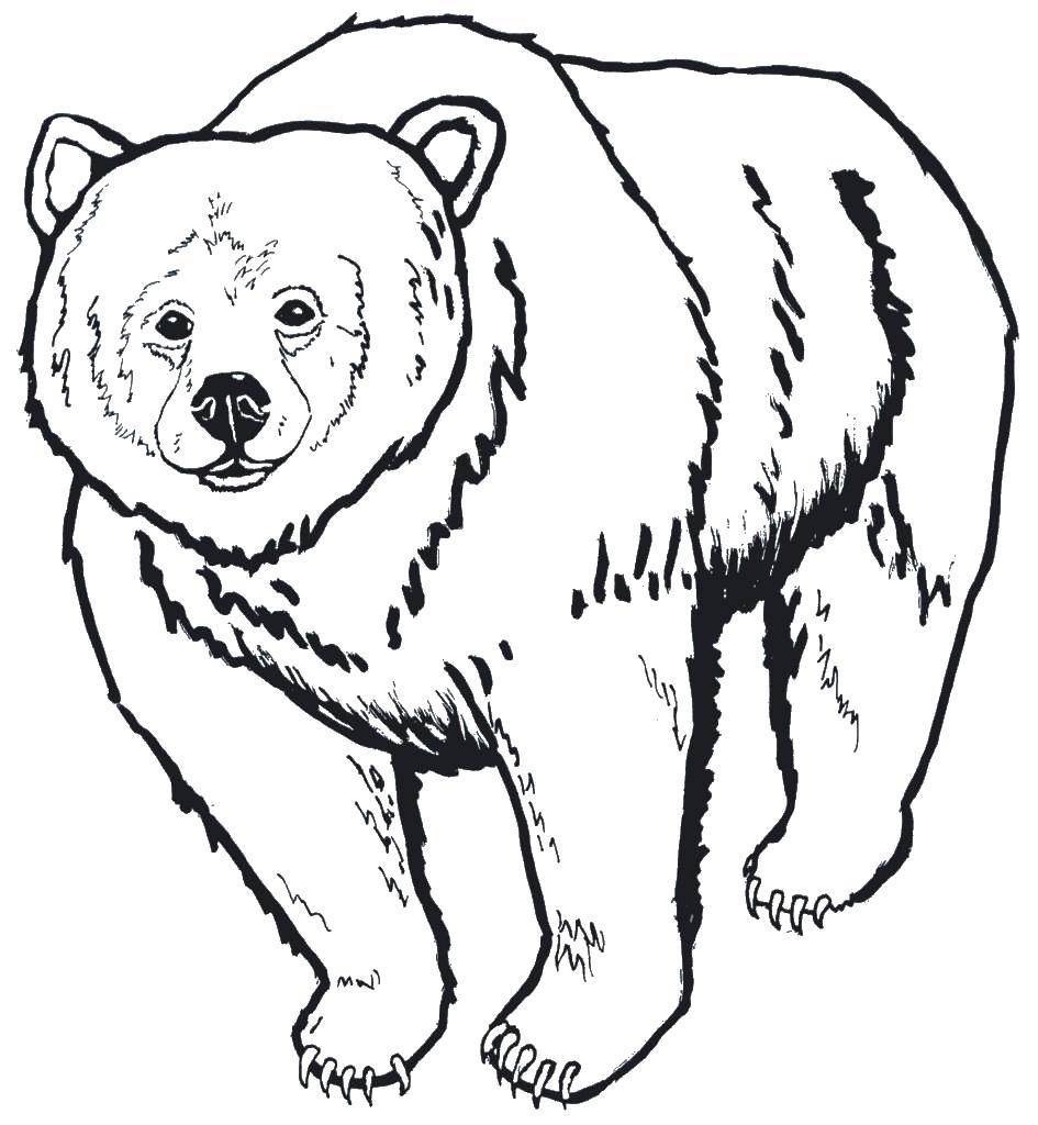 Название: Раскраска Большой медведь. Категория: Контур медведя для вырезания. Теги: медведь.