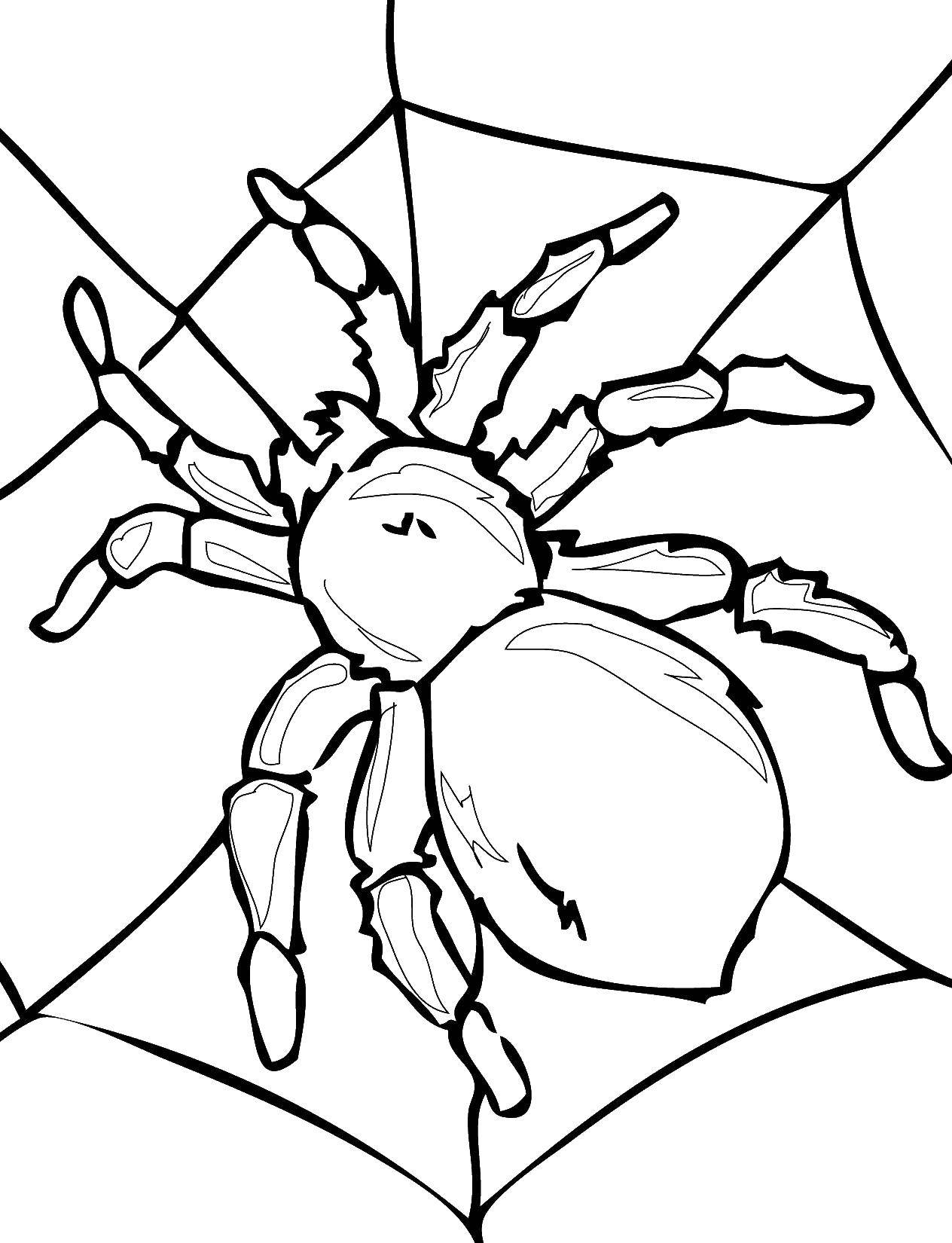 Название: Раскраска Большой паук на паутине. Категория: Насекомые. Теги: Насекомые, паук.