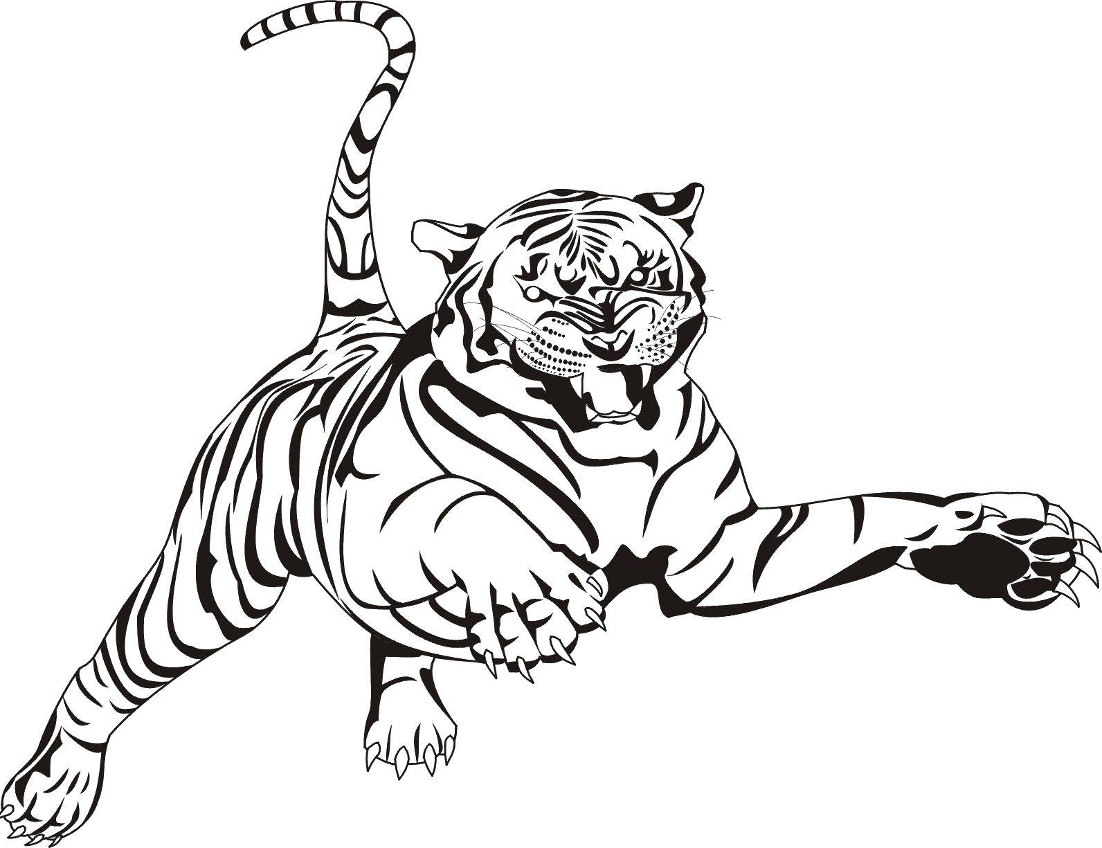 Название: Раскраска Быстрый тигр. Категория: Животные. Теги: Животные, тигр.