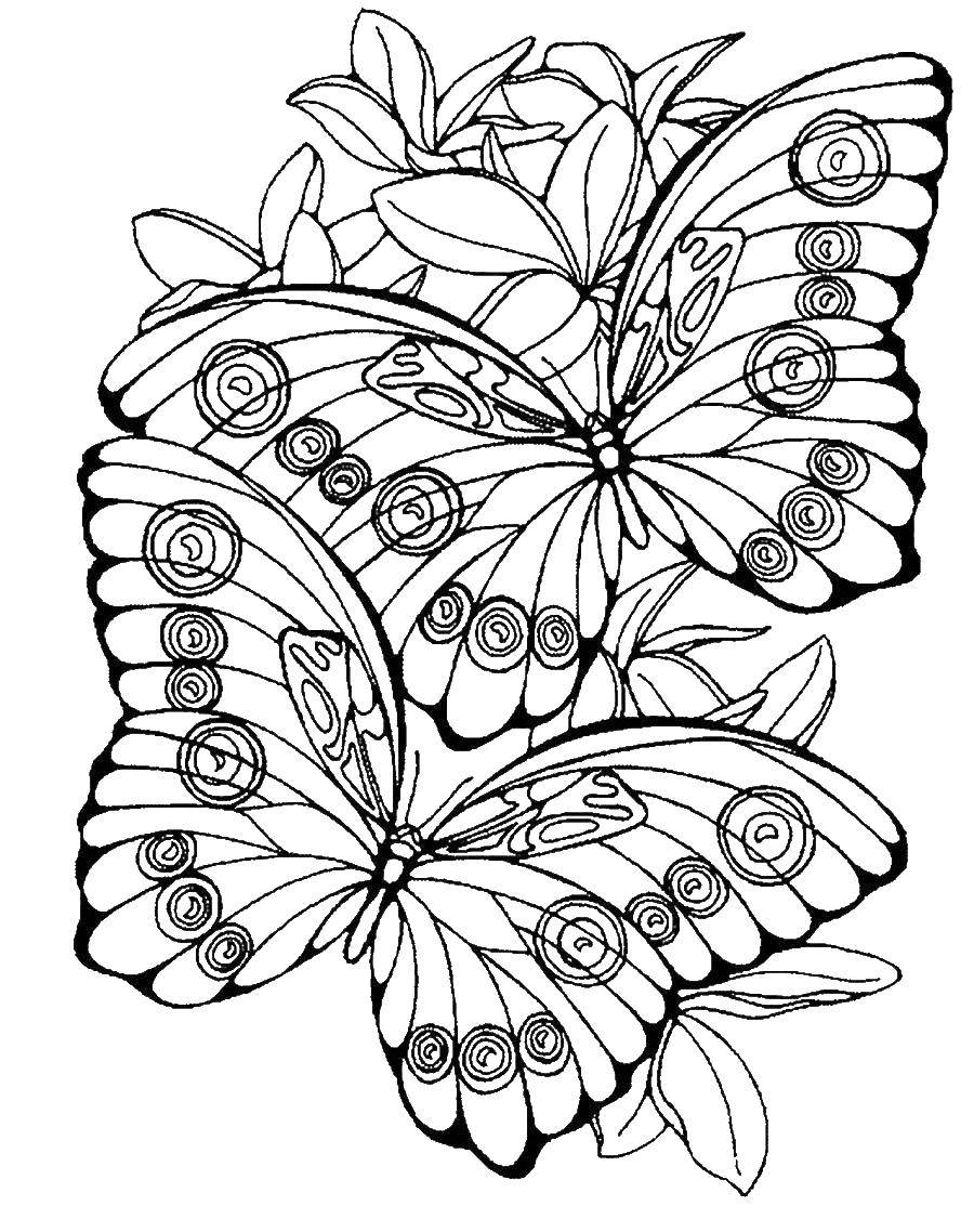 Название: Раскраска Две красивые бабочки на листьях. Категория: бабочки. Теги: Насекомые, бабочка.