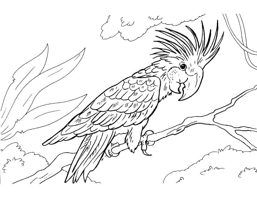 Название: Раскраска Экзотический попугай. Категория: попугай. Теги: попугай.
