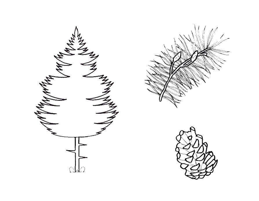 Coloring Fir tree with cones. Category coloring Christmas tree. Tags:  tree, cones.