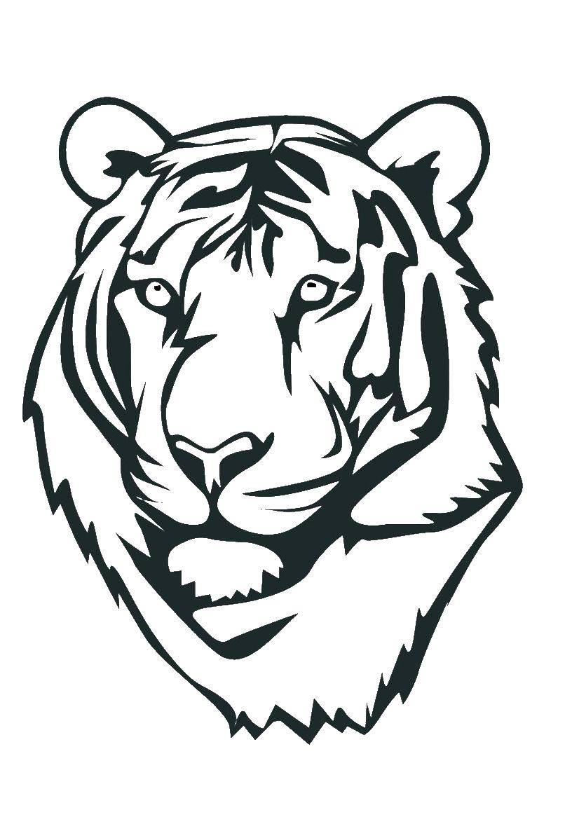 Название: Раскраска Гордый тигр. Категория: Животные. Теги: Животные, тигр.