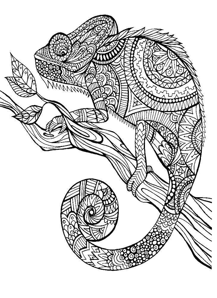 Название: Раскраска Хамелеон покрыт узорами. Категория: раскраски. Теги: Рептилия, хамелеон.