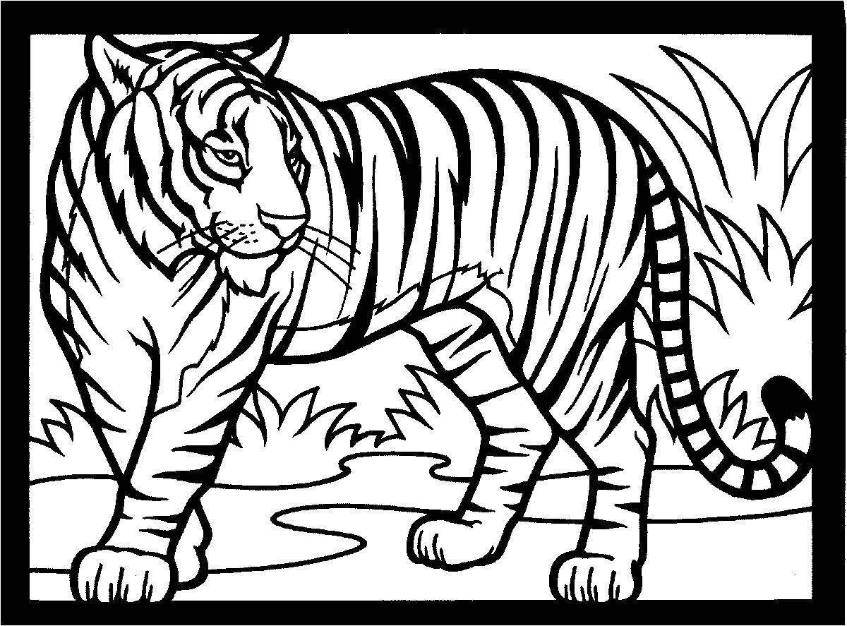 Название: Раскраска Изящный тигр. Категория: Животные. Теги: Животные, тигр.