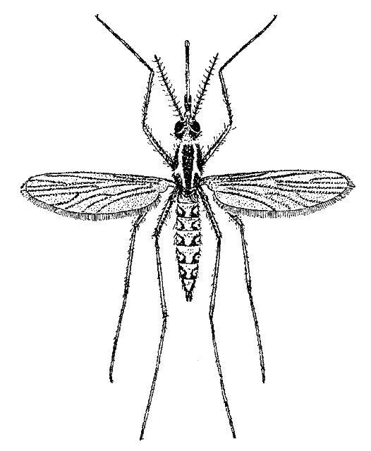 Название: Раскраска Комар с длинными ножками. Категория: Насекомые. Теги: насекомые.