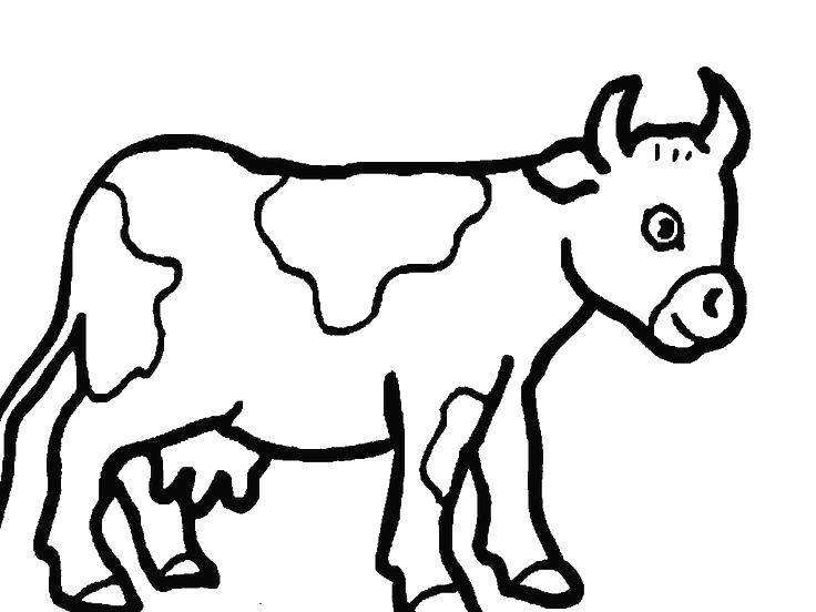 Coloring Cow with spots. Category Pets allowed. Tags:  Animals, cow.