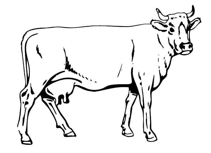 Название: Раскраска Коровушка. Категория: Контур коровы для вырезания. Теги: Животные, корова.