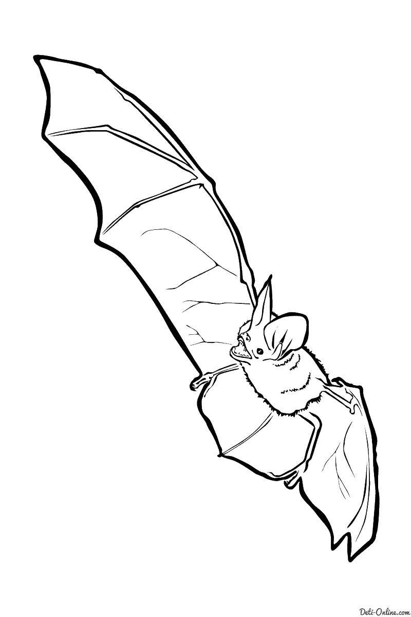 Coloring Bat. Category Animals. Tags:  bat, animal, bat.