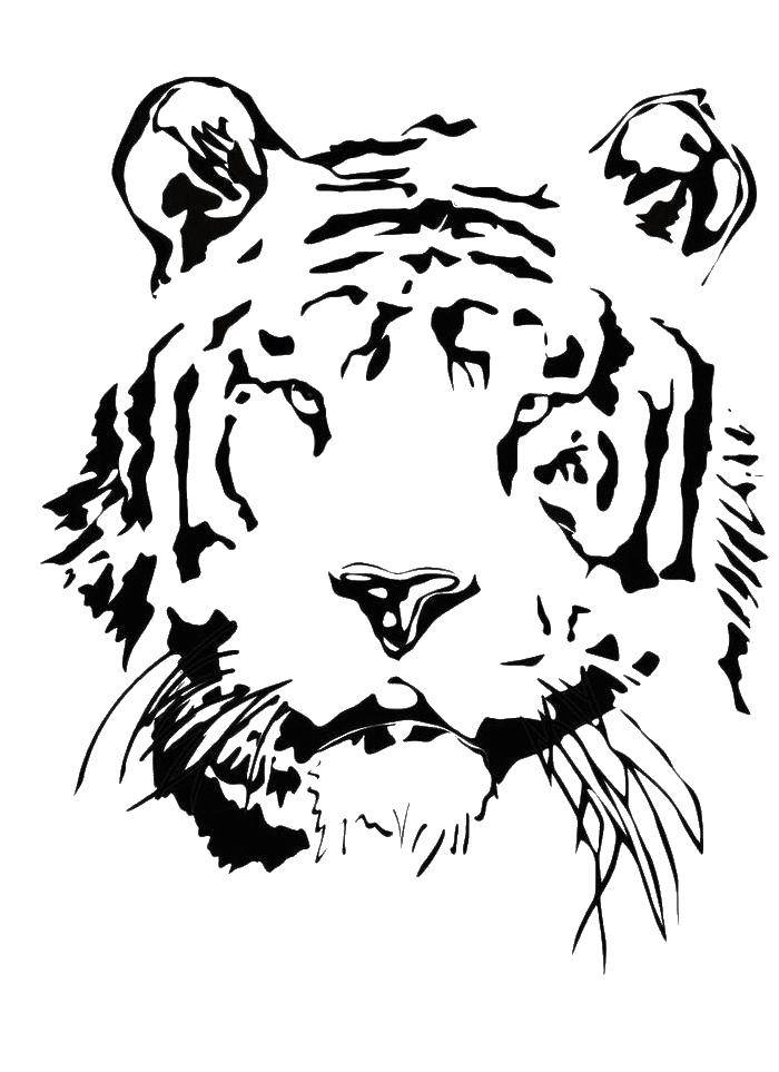 Название: Раскраска Морда тигра. Категория: Животные. Теги: животные, тигры.