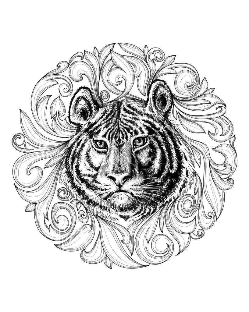 Название: Раскраска Мордашка тигра. Категория: Животные. Теги: Животные, тигр.