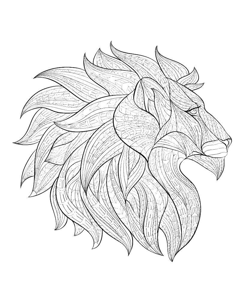 Coloring A huge mane. Category Animals. Tags:  animals, lion, mane.